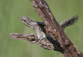 Family pairs of northern wryneck (Jynx torquilla) shot very close-up on a blurry background in interesting and amazing courtship poses