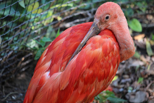 Eudocimus Bilder Durchsuchen 3,091 Archivfotos, und