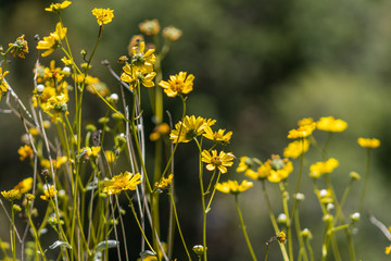 field of yellow flowers in nature