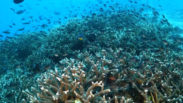 Drifting over staghorn corals surrounded by tropical fish