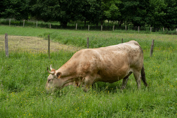 cows eating grass in the basque country