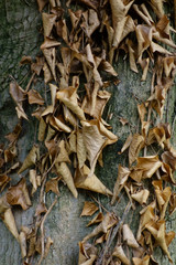 レトロでアンティーク、樹木にへばり付いた枯葉の様子