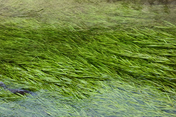 水流になびいている、清流に生える藻の仲間の水草