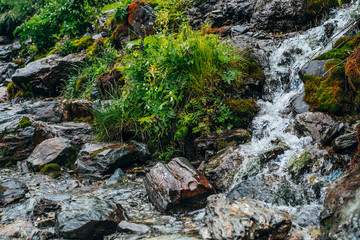 Scenic background with clear spring water stream among thick moss and lush vegetation. Mountain creek on mossy slope with fresh greenery and many small flowers. Colorful backdrop of rich alpine flora.