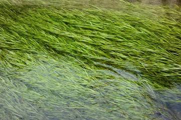 水流になびいている、清流に生える藻の仲間の水草