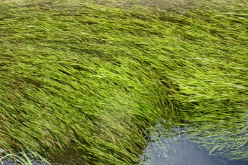 水流になびいている、清流に生える藻の仲間の水草