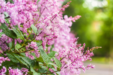 flowering branch of persian lilac