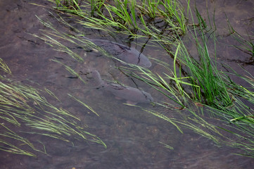 藻や水草が生える、清流の河川に群れで生息する鯉達