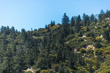 pine trees in the mountains