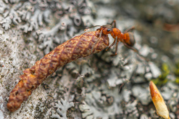 an ant on a tree, the life of ants, drag a straw,