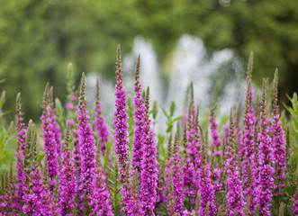 Beautiful pink veronica flowers in garden with blurred fountain in background