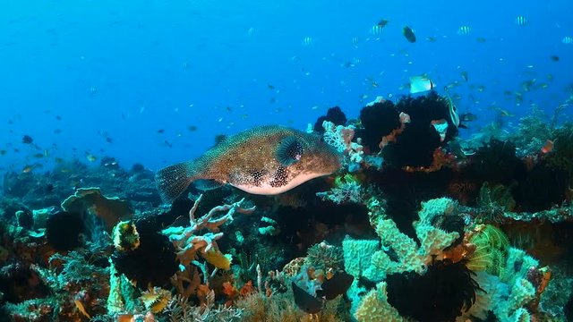 Giant pufferfish feeding in the reef surrounded by fish