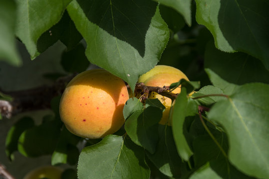 Marillen am Baum - Aprikose Nahaufnahme