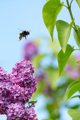 Blossoming lilac tree garden in spring with bumblebee close up, copy space for text or design work.