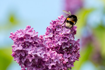Blossoming lilac tree garden in spring with bumblebee close up, copy space for text or design work.