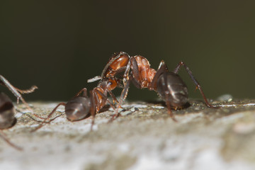an ant on a tree, the life of ants, drag a straw,