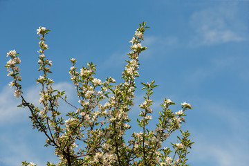 Blossoming apple tree garden in spring close up, copy space for text or design work.
