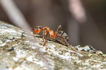 an ant on a tree, the life of ants, drag a straw,
