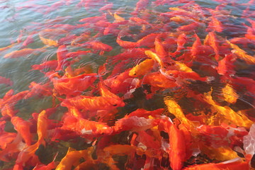 koi fish swimming in the pond fish, water, red, pond, orange, carp, koi, goldfish, fire, coral,  nature