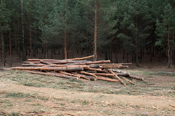Fototapeta na wymiar Environment, nature and deforestation forest - felling of trees
