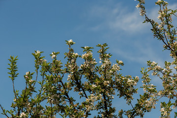 Blossoming apple tree garden in spring close up, copy space for text or design work.