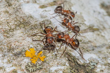 an ant on a tree, the life of ants, drag a straw,