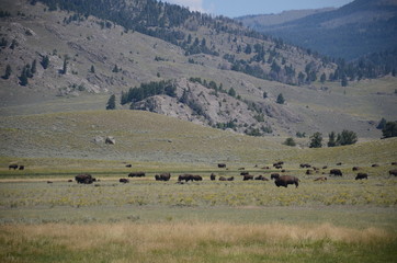 Fototapeta na wymiar herd of buffalo in Yellowstone National Park Wyoming