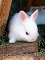 White rabbit baby in the wooden hutch.