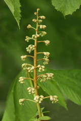 Knospen der Kastanienblüte