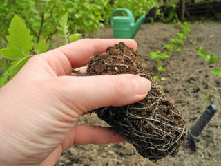 Female hand holding tomato seedling with roots in soil to plant it in kitchen garden. Row of already planted vegetables with watering can on background. Organic food growing. 