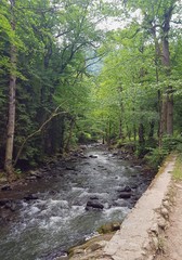 Mountain river in the middle of the forest in the reserve in Borjomi