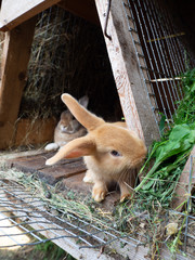 Orange rabbit in the hutch, eating green grass.