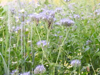 Bright purple flowers in the meadow 