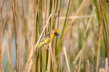 Asian golden weaver Male bird King of nesting birds