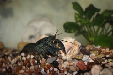 gray cancer on brawn stones in aquarium