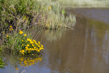 Spring flowers yellow flowers on the river bank. Yellow coastal water lilies.