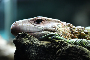 Foto macro de un lagarto caimán (Dracaena guianensis)