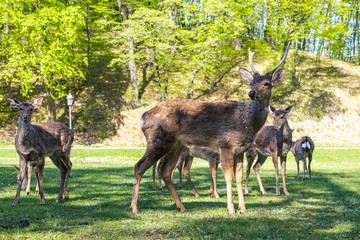 Friendly deers in the park walk freely Ukraine