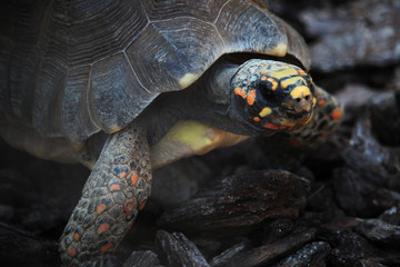 La tortuga terrestre de patas rojas o tortuga morrocoy (Chelonoidis carbonaria)