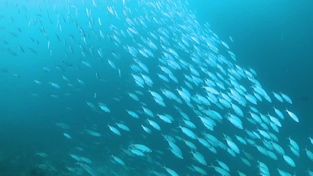 Huge school of fish swimming together in the blue