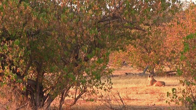 The day with lions in Chobe National Park, Botswana