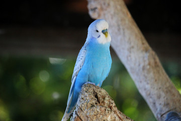 Retrato de un periquito azul (Melopsittacus undulatus)