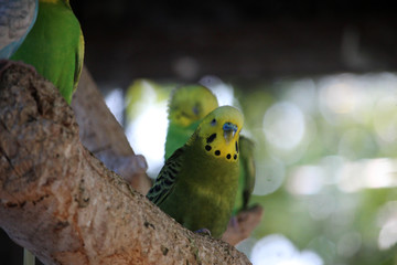 Retrato de periquito verde (Melopsittacus undulatus)