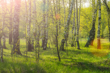 birch grove,birch grove in the spring,