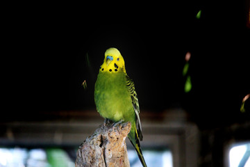 Retrato de periquito verde (Melopsittacus undulatus)