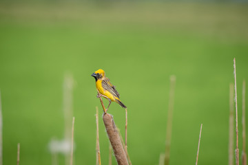 Asian golden weaver Male bird King of nesting birds