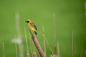 Obraz premium Asian golden weaver Male bird King of nesting birds