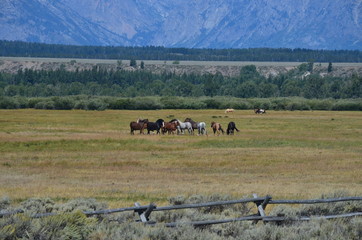Fototapeta na wymiar herd of horses on a ranch in Grand Teton National Park Wyoming