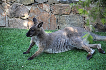 Ualabí de cuello rojo o ualabí de Bennet (Macropus rufogriseus) © jimenezar