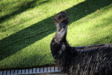 Retrato de un emú común (Dromaius novaehollandiae)